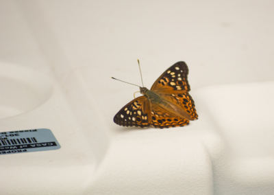 Moth at the 4th Annual CASA of Western Maryland Golf Tournament in August 2026 at Black Rock Golf Course.