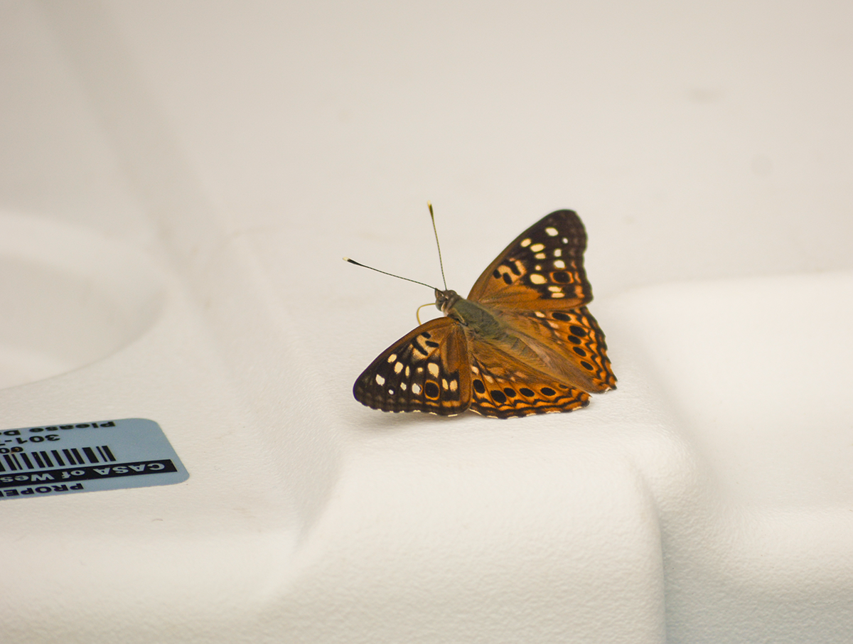 Moth at the 4th Annual CASA of Western Maryland Golf Tournament in August 2026 at Black Rock Golf Course.