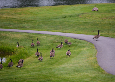 Geese at the 4th Annual CASA of Western Maryland Golf Tournament in August 2026 at Black Rock Golf Course.