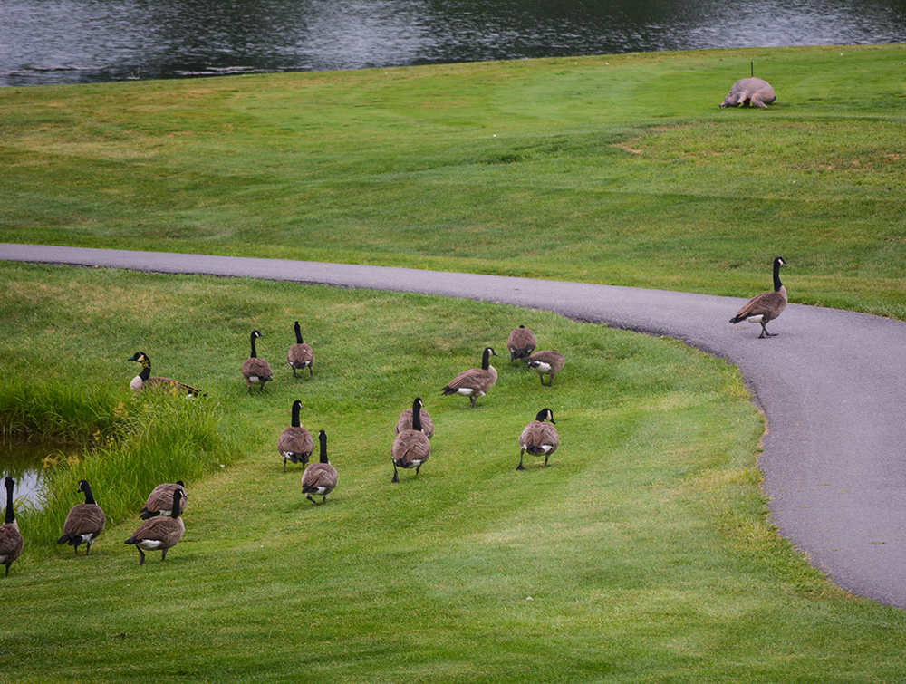 Geese at the 4th Annual CASA of Western Maryland Golf Tournament in August 2026 at Black Rock Golf Course.